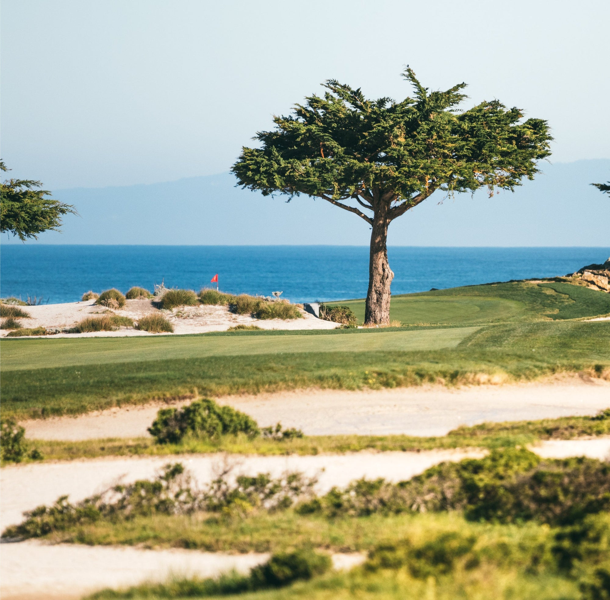 Windswept cypress tree beside a sandy, grassy golf green with a red flag and the blue ocean behind it.