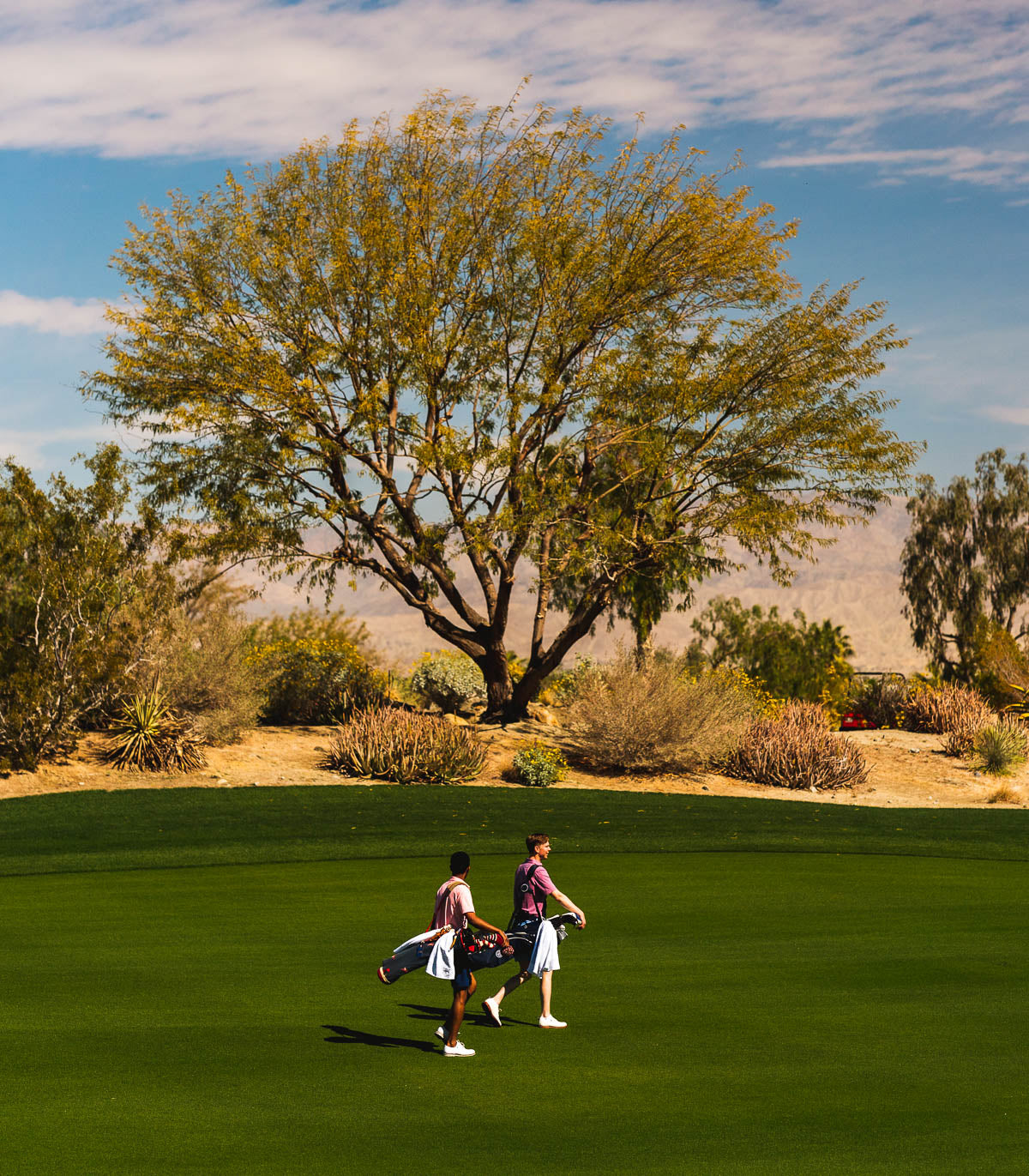 Two golfers in pink tops carrying stand bags across a bright green fairway with a large desert tree behind them.